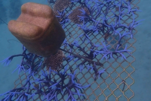 Port Douglas: Outer Great Barrier Reef Snorkeling Cruise