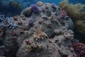 Port Douglas: Outer Great Barrier Reef Snorkeling Cruise