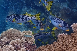 Port Douglas: Outer Great Barrier Reef Snorkeling Cruise