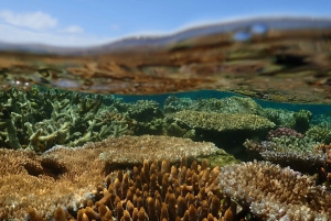 Port Douglas: Outer Great Barrier Reef Snorkeling Cruise