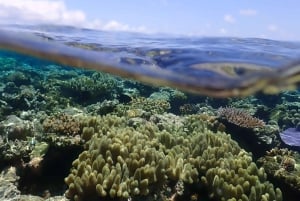 Port Douglas: Outer Great Barrier Reef Snorkeling Cruise