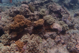 Port Douglas: Outer Great Barrier Reef Snorkeling Cruise