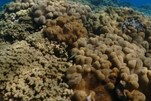 Port Douglas: Outer Great Barrier Reef Snorkeling Cruise