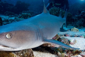 Port Douglas: Premium Outer Reef Dive Trip