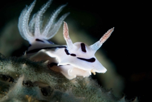 Port Douglas: Premium Outer Reef Dive Trip