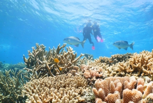 Port Douglas: Quicksilver Outer Barrier Reef Full-Day Cruise