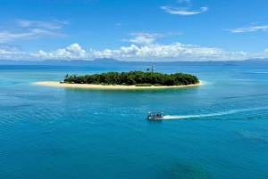 Port Douglas: Reef & Low Isles-krydstogt på luksuskatamaran