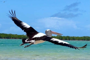 Port Douglas: Reef & Low Isles-krydstogt på luksuskatamaran