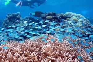 Port Douglas: Silversonic Great Barrier Reef Dive & Snorkel