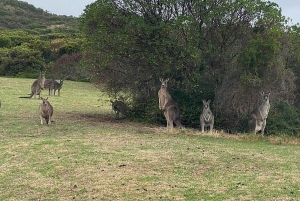 Premium omvendt tur på Great Ocean Road med luksusbus og afhentning på hotellet