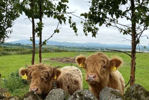 Privat omvisning i høylandet, innsjøer og slott fra Edinburgh