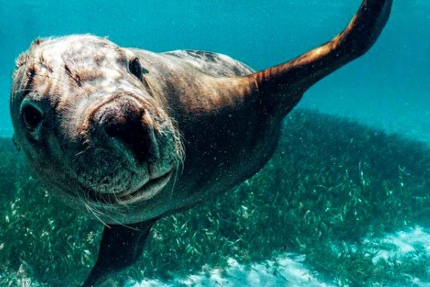 Rockingham: rejs z lunchem na 3 wyspy z nurkowaniem z dziką przyrodą