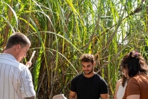 Sarina: Sarina Sugar Shed Guided Tour with Tastings