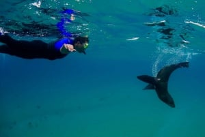 Sorrento: Boat Tour & Snorkeling with the Seals with Lunch