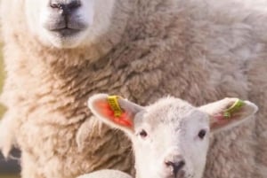 Dal porto di Southampton a Londra passando per Windsor e i villaggi di Cotswolds