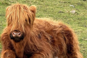 エディンバラ発、セント・アンドリュースの漁村ファイフプライベートツアー