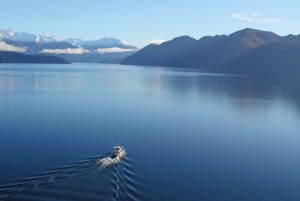 Stevensons Island 2-timers krydstogt og naturvandring