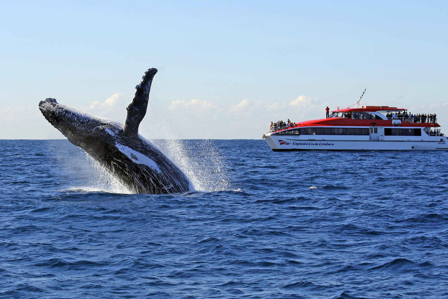 Sydney: 2,5-timers hvalsafari og dyrelivscruise