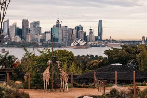 Sydney: Featherdale Park & Sydney Zoo Day Tour