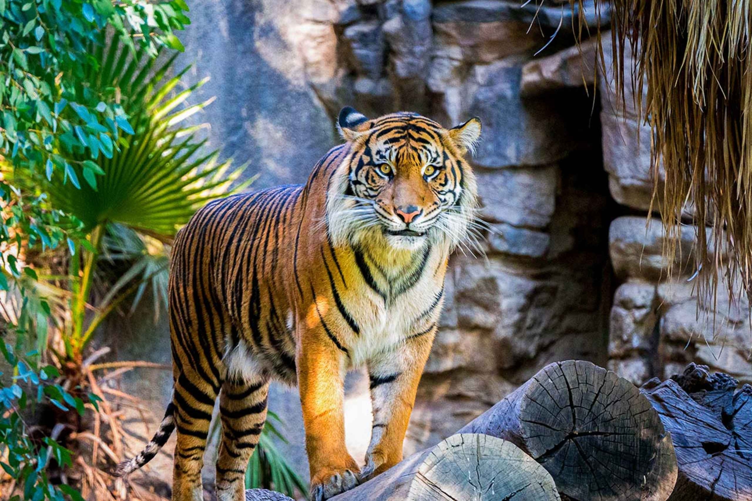 Sydney: Hop-on Hop-off satamaristeily selostuksen kera