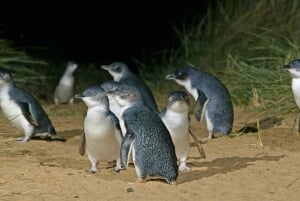 Sydney: Opera House & Featherdale Wildlife Park Tour