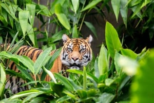 Sydney: Taronga Zoo-billett med ferge tur-retur