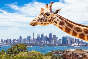 Sydney: Hvalfangstcruise og Taronga Zoo-pakke