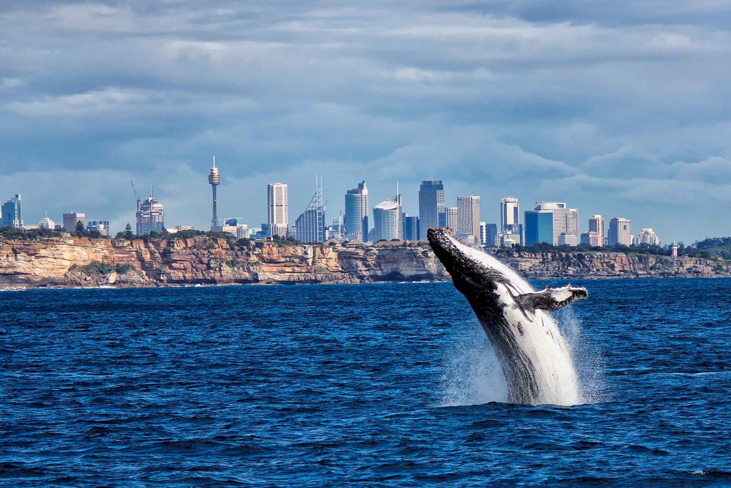 Crucero de avistamiento de ballenas en Sydney con desayuno o almuerzo