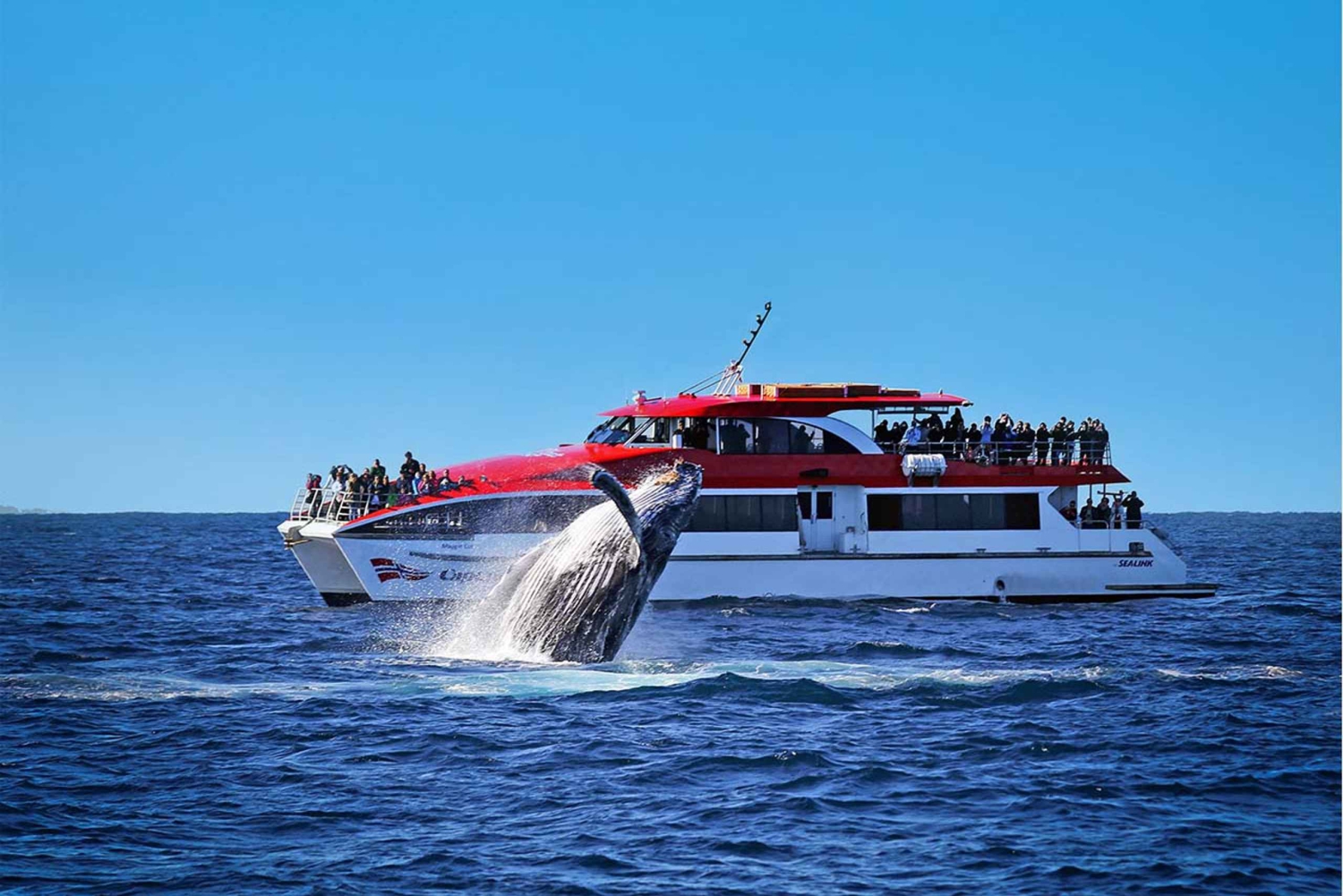 Sydney: Walbeobachtung & Hop-On/Hop-Off-Bootsfahrt-Paket