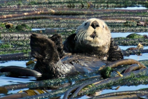 Vancouver: dagtour in Victoria met watervliegtuig en walvisspotten