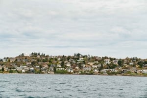 Victoria: Hvalsafari i en Zodiac-båt