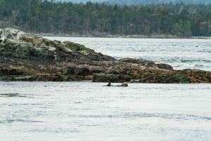 Victoria: Hvalsafari i en Zodiac-båt