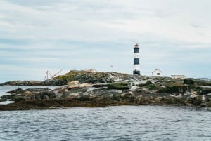 Victoria: Hvalsafari i en Zodiac-båt