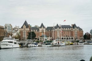 Victoria: Hvalsafari i en Zodiac-båt