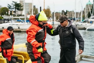 Victoria: Hvalsafari i en Zodiac-båt