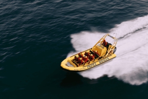 Victoria: Hvalsafari i en Zodiac-båt