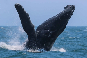 Victoria: 3-Hour Zodiac Whale-Watching Tour