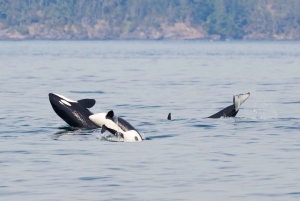 Victoria: 3-Hour Zodiac Whale-Watching Tour