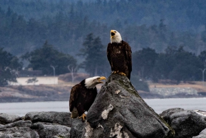 Victoria: 3-Hour Zodiac Whale-Watching Tour