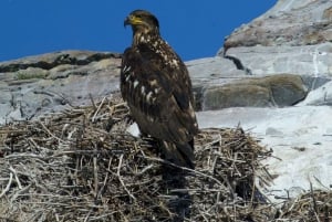 ビクトリアBC州：3時間カタマラン船ホエールウォッチングツアー
