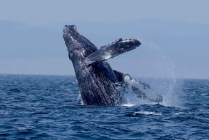 ビクトリアBC州：3時間カタマラン船ホエールウォッチングツアー