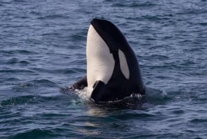 ビクトリアBC州：3時間カタマラン船ホエールウォッチングツアー