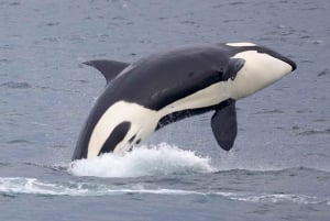 ビクトリアBC州：3時間カタマラン船ホエールウォッチングツアー