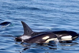 ビクトリアBC州：3時間カタマラン船ホエールウォッチングツアー