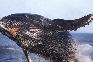 ビクトリアBC州：3時間カタマラン船ホエールウォッチングツアー