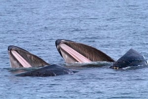 ビクトリアBC州：3時間カタマラン船ホエールウォッチングツアー