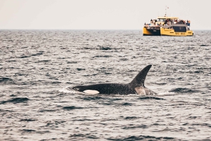 Victoria: Aventura cubierta de avistamiento de ballenas con fotos gratis