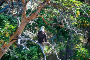 Victoria: Aventura cubierta de avistamiento de ballenas con fotos gratis
