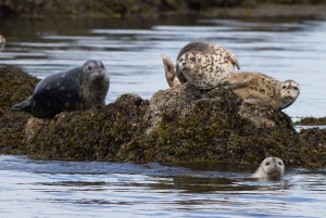 Victoria: Aventura cubierta de avistamiento de ballenas con fotos gratis