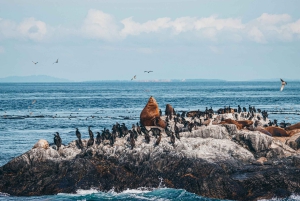 Victoria: Aventura cubierta de avistamiento de ballenas con fotos gratis